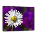 Daisy Canvas 16  x 12  (Framed) View1