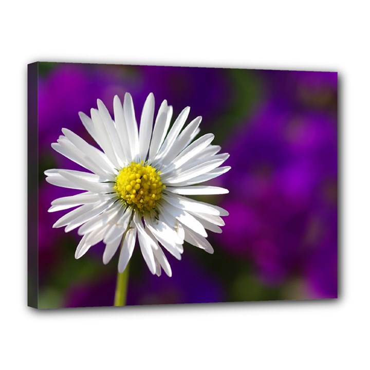 Daisy Canvas 16  x 12  (Framed)