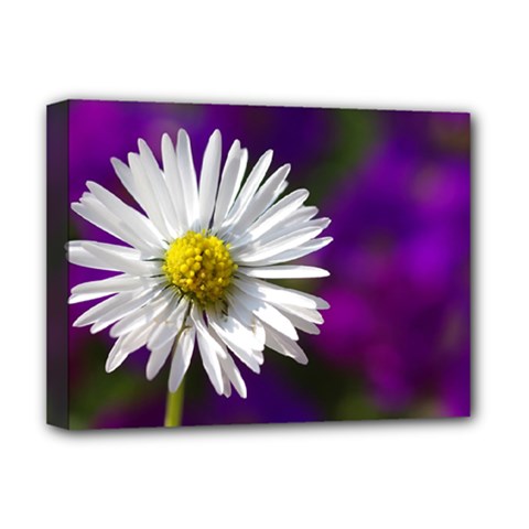 Daisy Deluxe Canvas 16  X 12  (framed) 