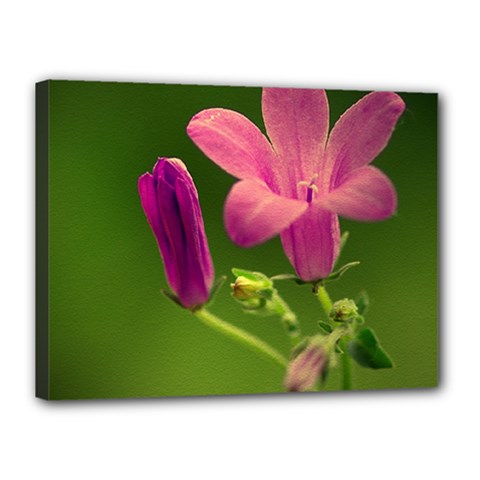 Campanula Close Up Canvas 16  X 12  (framed) by Siebenhuehner