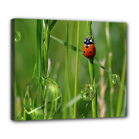 Ladybird Deluxe Canvas 24  X 20  (framed) by Siebenhuehner