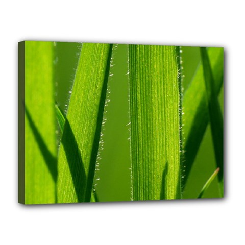 Grass Canvas 16  X 12  (framed) by Siebenhuehner