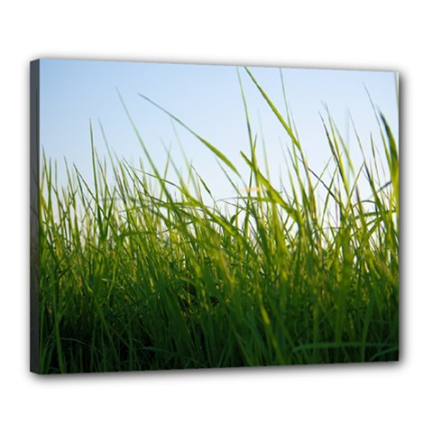 Grass Canvas 20  X 16  (framed)