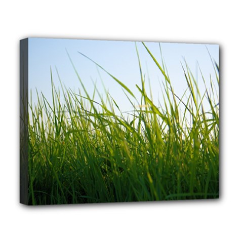 Grass Deluxe Canvas 20  X 16  (framed) by Siebenhuehner