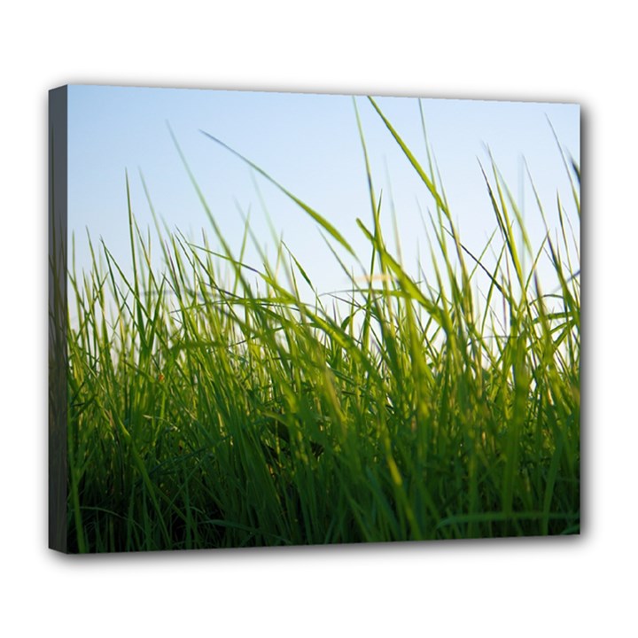 Grass Deluxe Canvas 24  x 20  (Framed)