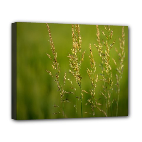 Grass Deluxe Canvas 20  X 16  (framed) by Siebenhuehner