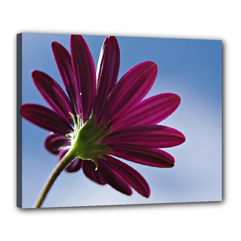 Daisy Canvas 20  X 16  (framed)