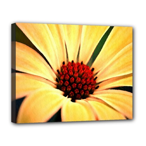 Osterspermum Canvas 14  X 11  (framed)