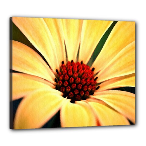 Osterspermum Canvas 24  X 20  (framed) by Siebenhuehner