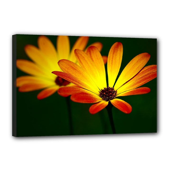 Osterspermum Canvas 18  x 12  (Framed)