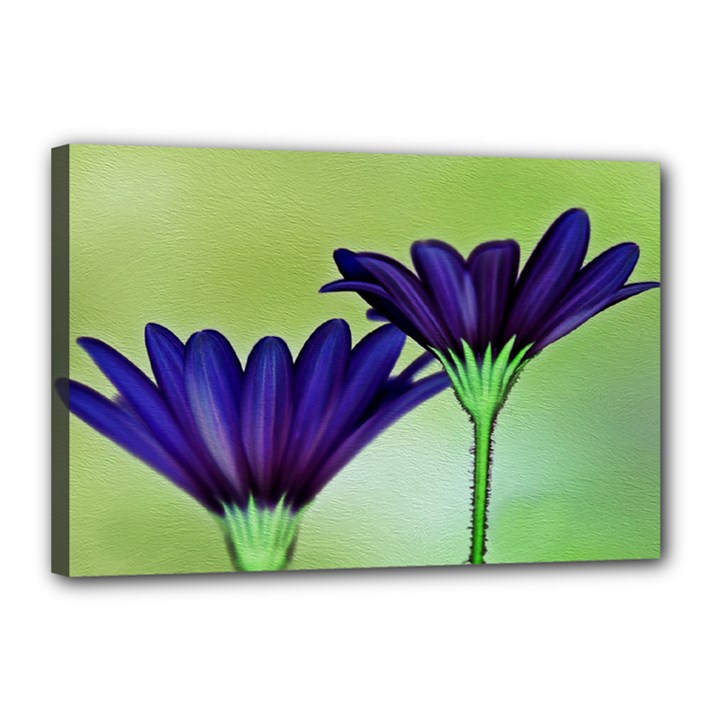 Osterspermum Canvas 18  x 12  (Framed)