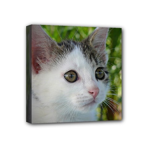 Young Cat Mini Canvas 4  X 4  (framed) by Siebenhuehner