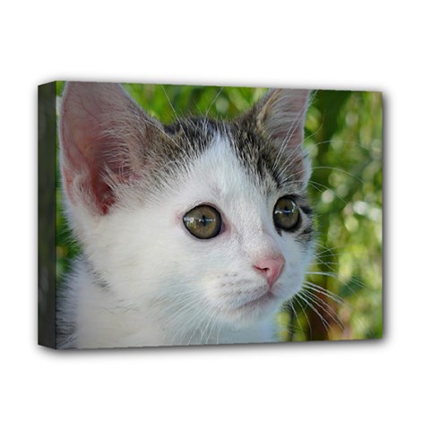 Young Cat Deluxe Canvas 16  X 12  (framed)  by Siebenhuehner