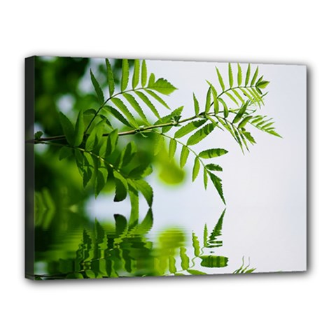 Leafs With Waterreflection Canvas 16  X 12  (framed) by Siebenhuehner