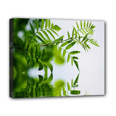 Leafs With Waterreflection Deluxe Canvas 20  X 16  (framed) by Siebenhuehner