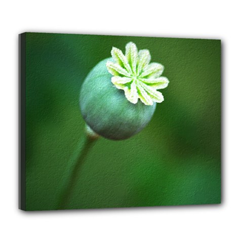 Poppy Capsules Deluxe Canvas 24  X 20  (framed) by Siebenhuehner