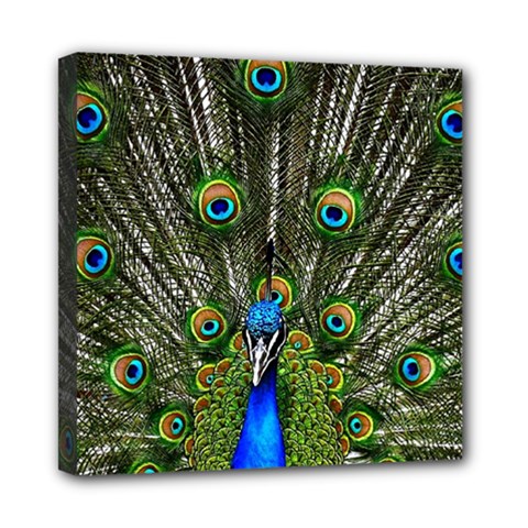 Peacock Mini Canvas 8  X 8  (framed) by Siebenhuehner