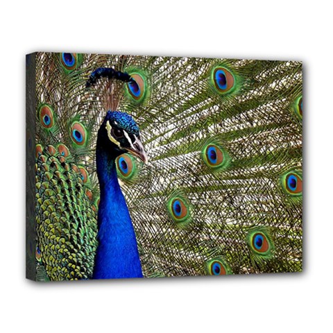 Peacock Canvas 14  X 11  (framed)