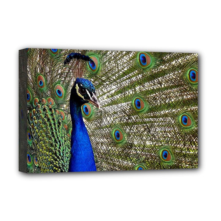 Peacock Deluxe Canvas 18  x 12  (Framed)