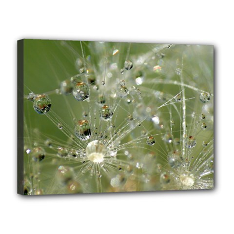 Dandelion Canvas 16  X 12  (framed) by Siebenhuehner