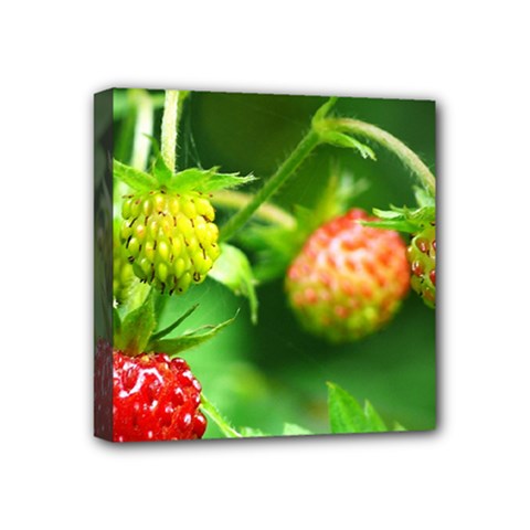 Strawberry  Mini Canvas 4  X 4  (framed) by Siebenhuehner