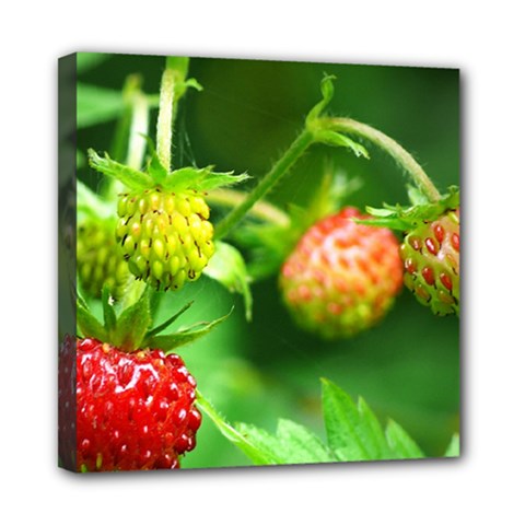 Strawberry  Mini Canvas 8  X 8  (framed) by Siebenhuehner