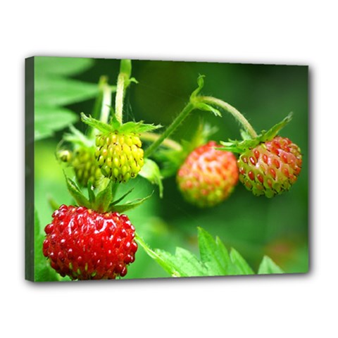 Strawberry  Canvas 16  X 12  (framed) by Siebenhuehner