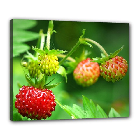 Strawberry  Canvas 20  X 16  (framed) by Siebenhuehner