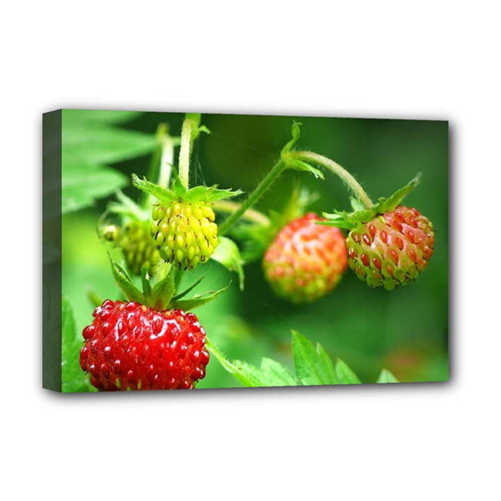 Strawberry  Deluxe Canvas 18  x 12  (Framed)