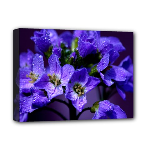 Cuckoo Flower Deluxe Canvas 16  X 12  (framed)  by Siebenhuehner