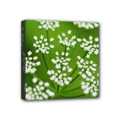 Queen Anne s Lace Mini Canvas 4  X 4  (framed) by Siebenhuehner