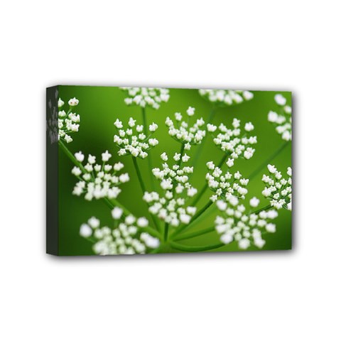 Queen Anne s Lace Mini Canvas 6  X 4  (framed) by Siebenhuehner