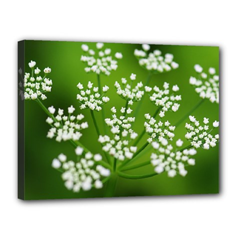 Queen Anne s Lace Canvas 16  X 12  (framed) by Siebenhuehner