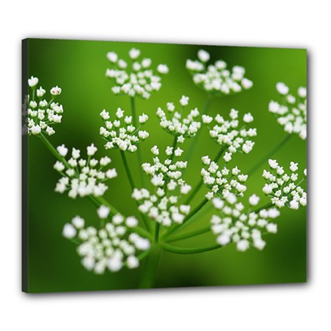 Queen Anne s Lace Canvas 24  X 20  (framed) by Siebenhuehner