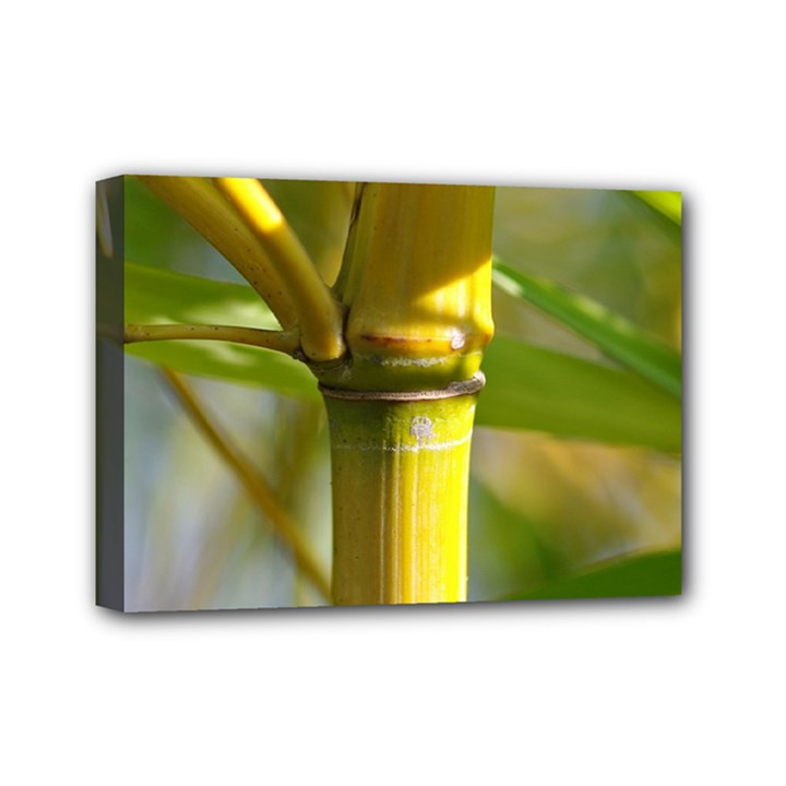 Bamboo Mini Canvas 7  x 5  (Framed)