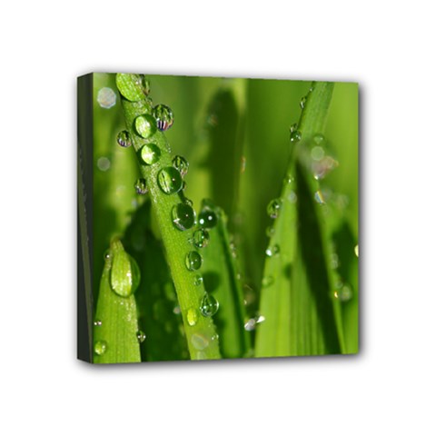 Grass Drops Mini Canvas 4  X 4  (framed) by Siebenhuehner