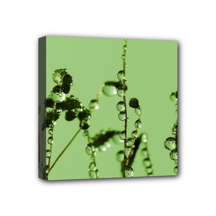 Mint Drops  Mini Canvas 4  x 4  (Framed)