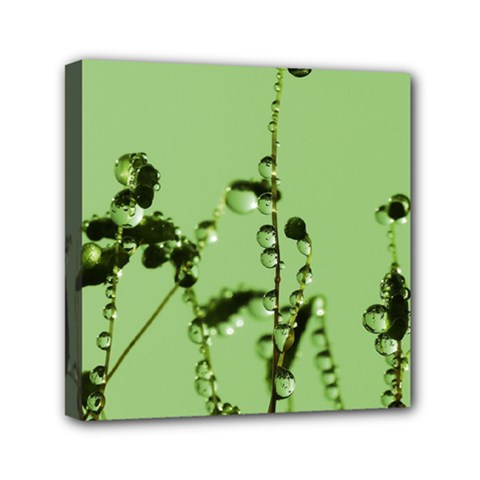 Mint Drops  Mini Canvas 6  X 6  (framed) by Siebenhuehner