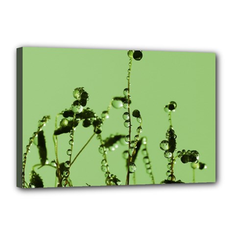 Mint Drops  Canvas 18  X 12  (framed) by Siebenhuehner