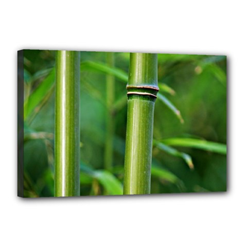 Bamboo Canvas 18  X 12  (framed)