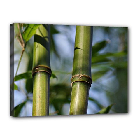 Bamboo Canvas 16  X 12  (framed)