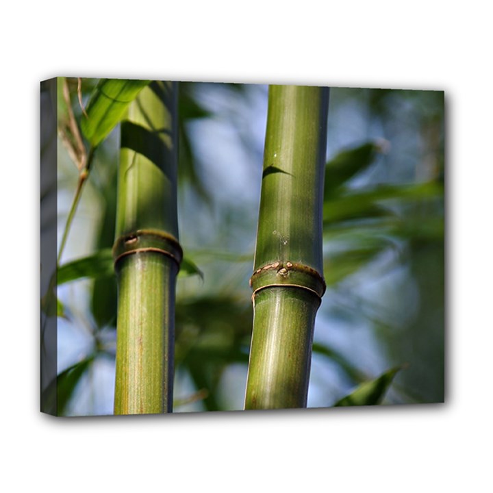 Bamboo Deluxe Canvas 20  x 16  (Framed)