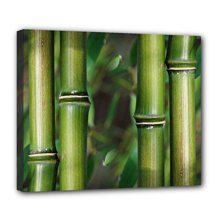 Bamboo Deluxe Canvas 24  x 20  (Framed)