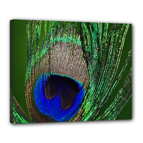 Peacock Canvas 20  X 16  (framed) by Siebenhuehner