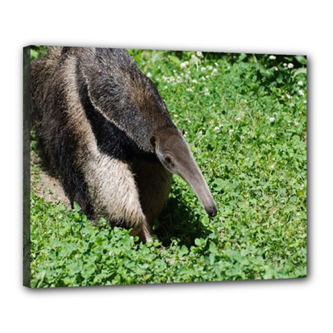 Giant Anteater Canvas 20  X 16  (framed)