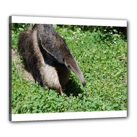 Giant Anteater Canvas 24  X 20  (framed) by AnimalLover