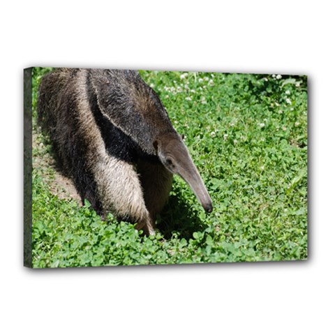 Giant Anteater Canvas 18  X 12  (framed)