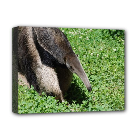 Giant Anteater Deluxe Canvas 16  X 12  (framed) 