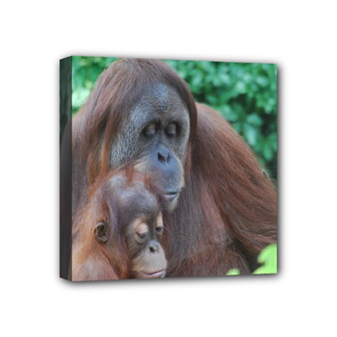 Orangutan Family Mini Canvas 4  X 4  (framed)