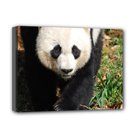 Giant Panda Deluxe Canvas 16  X 12  (framed)  by AnimalLover